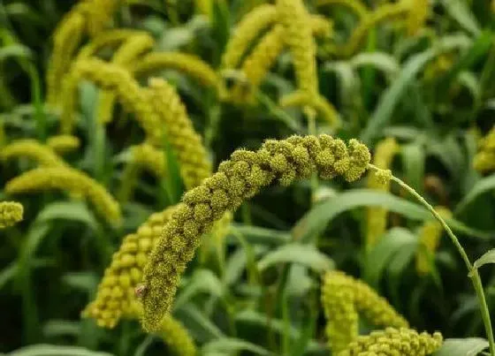 种植管理|小米什么季节种植合适