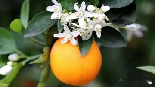 果实科普|橙子几月开花几月结果 种植几年结果