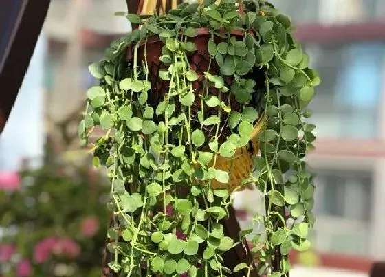 植物繁殖|多肉爱之蔓怎么繁殖方法和注意事项