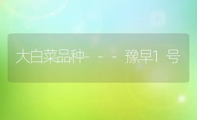大白菜品种---豫早1号 | 蔬菜种植