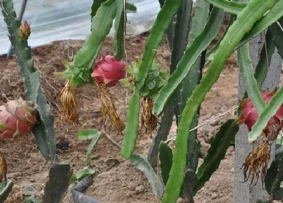 植物百科|火龙果属于什么植物类型