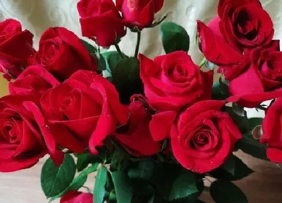 花语|22朵玫瑰花代表什么意思（22支红、白玫瑰花语与含义）