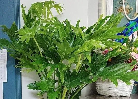 植物毒性|春雨花卉有毒吗 可以放在室内养吗