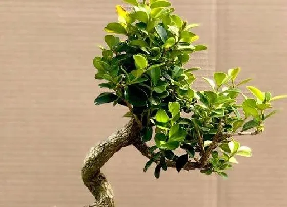 冬天植物|黄杨耐寒吗
