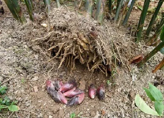 果实成熟|阳荷什么季节成熟上市