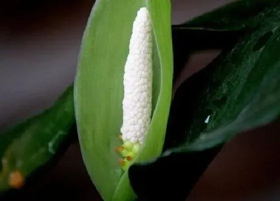 植物百科|万年青会开花吗 开花样子及图片