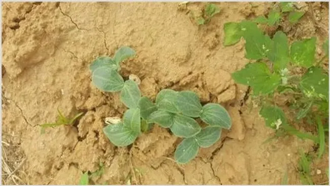 西葫芦冬季如何育苗 | 种植技术