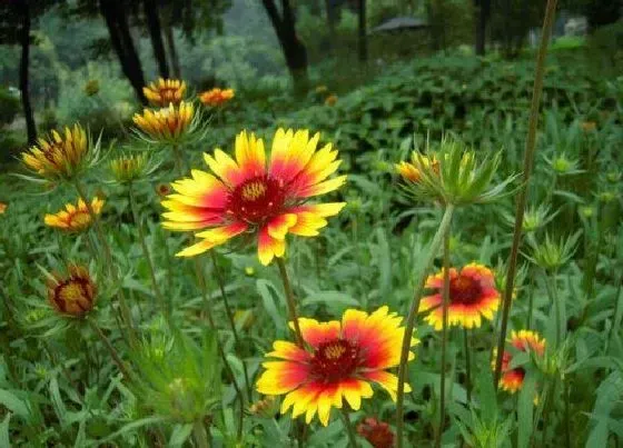 花期|宿根天人菊花期是什么时候