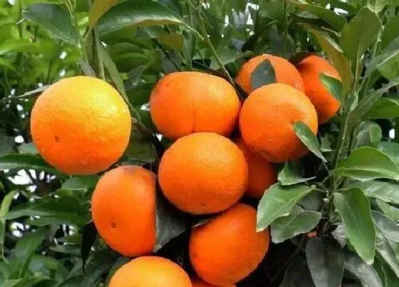 植物排行|沃柑苗什么品种最好