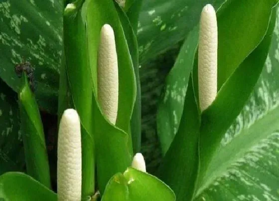 植物百科|万年青会开花吗 开花样子及图片