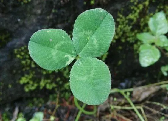 植物寓意|三叶草代表什么象征意义 三叶草代表着什么含义