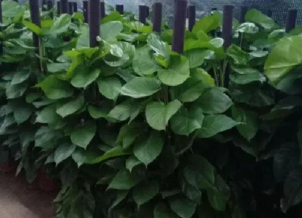 植物浇水|绿萝柱怎么浇水方法
