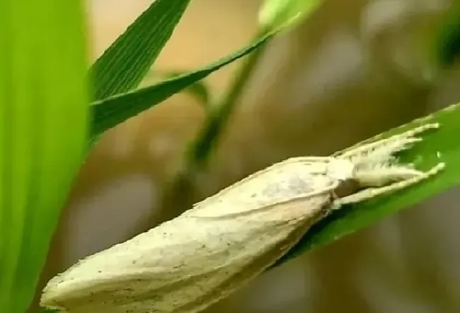 喷药|水稻钻心虫用什么药效果好（水稻钻心虫严重打什么药管用）