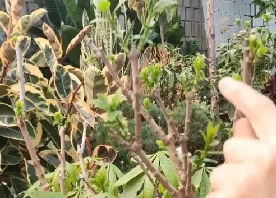 植物修剪|腊梅树怎么修剪方法