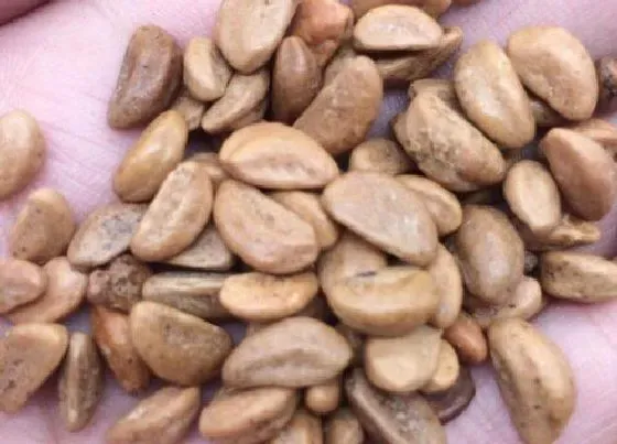 种植管理|山楂种子直接种可以吗