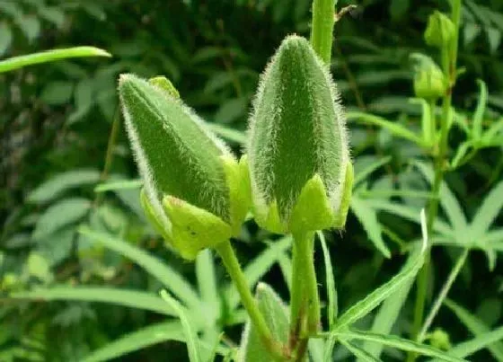 植物播种|秋葵在北方什么时候播种