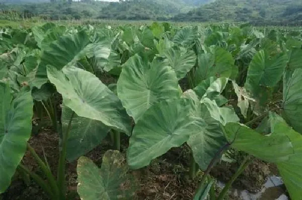 养殖方法|芋头水培好还是土培好