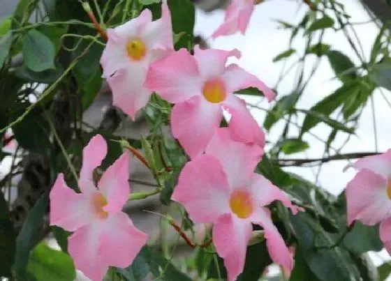 植物修剪|飘香藤开花后怎么修剪