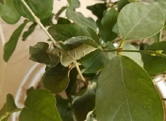 叶子干枯|茉莉花叶子干枯怎么回事 叶子干枯掉落原因和解