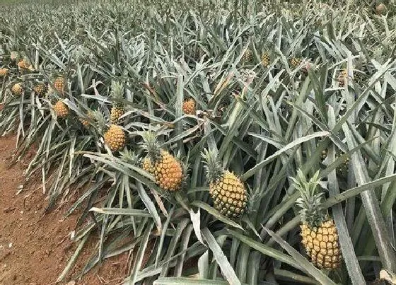 植物产地|菠萝原产地在哪里