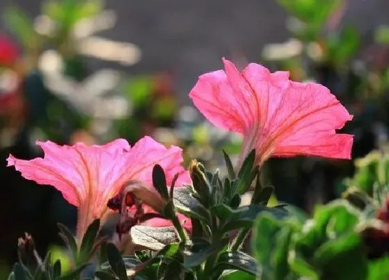 花语|美人樱花代表什么花语