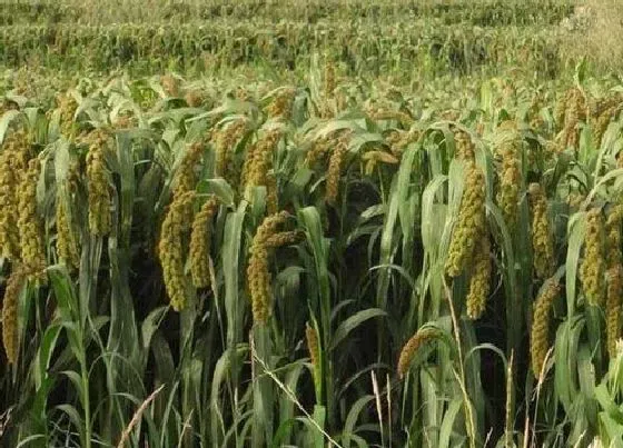 种植管理|小米什么季节种植合适