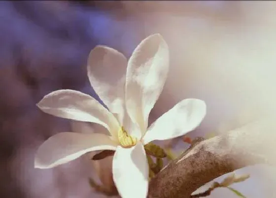 开花时间|白玉兰几点开花时间 开花季节是几月份