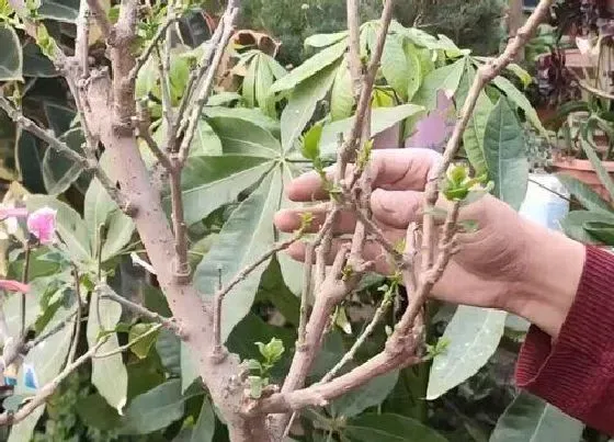 植物修剪|腊梅树怎么修剪方法