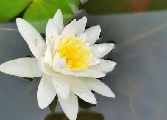 植物播种|莲花什么时候播种合适