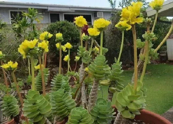 植物百科|金钱木会开花吗 开的花是什么颜色