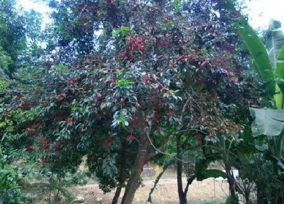 植物种类|万紫千红是什么树 长什么样子