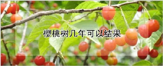 樱桃树几年可以结果 | 耕种资料