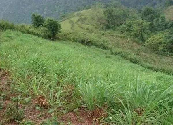 养殖科普|为什么家里不能种香茅草 种家里对风水好吗