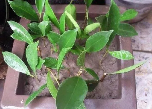 植物扦插|榕树插枝能活吗