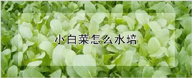 小白菜怎么水培 | 养殖技术