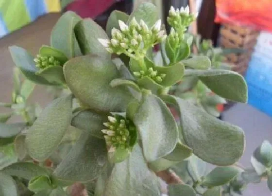 植物百科|金钱榕会开花吗 开花的样子与颜色