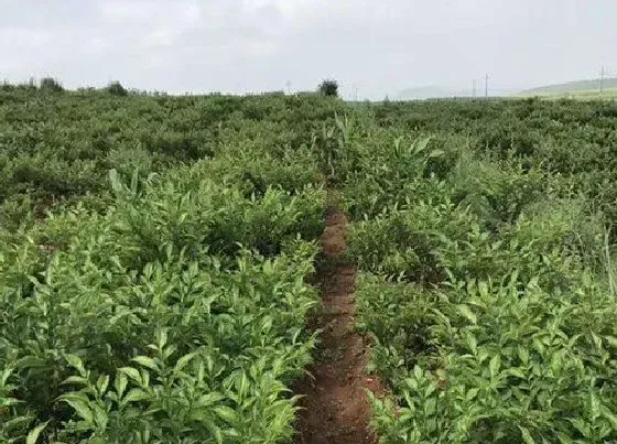 种植管理|魔芋什么季节种植合适