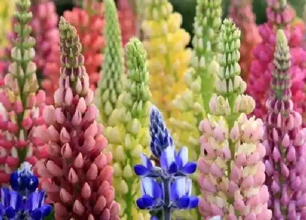 养殖科普|鲁冰花花谢后怎么处理