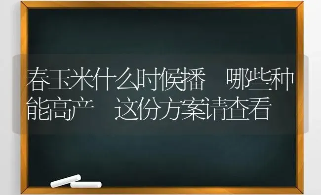 春玉米什么时候播 哪些种能高产 这份方案请查看 | 粮油作物种植