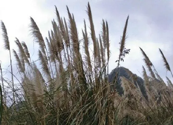 种子|芦苇的种子长什么样（图片）