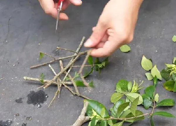 植物扦插|栀子花直接插土里能活吗 枝条插在土里能活吗