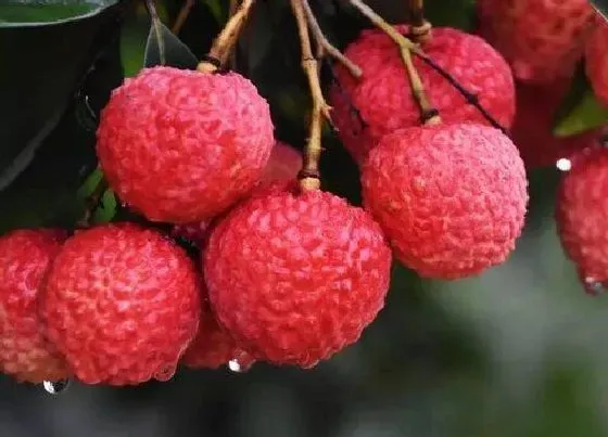 果实成熟|深圳荔枝什么时候成熟