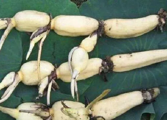 生长环境|藕生长在哪里 一般长在什么地方