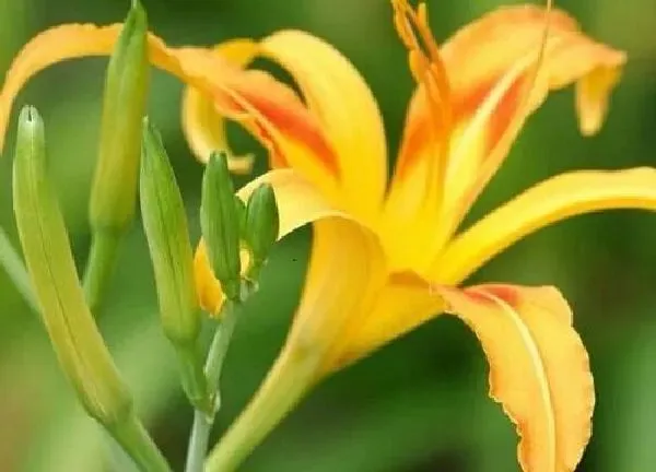 植物移栽|黄花菜什么时候分株