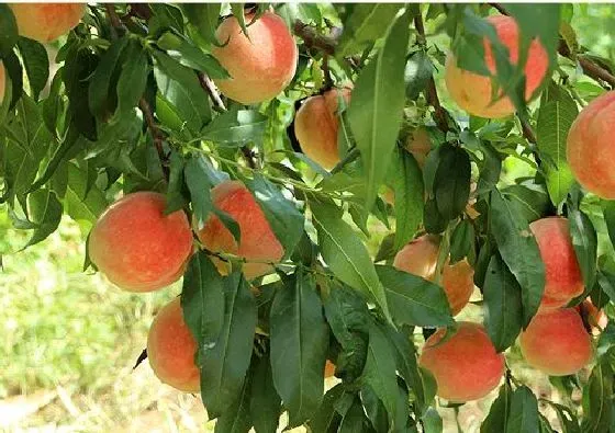 果实科普|桃树几月开花结果 什么时候开花结果