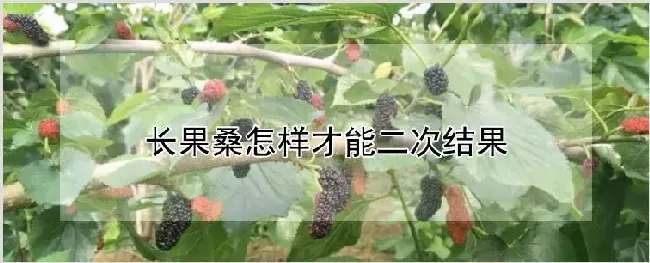 长果桑怎样才能二次结果 | 农业科普