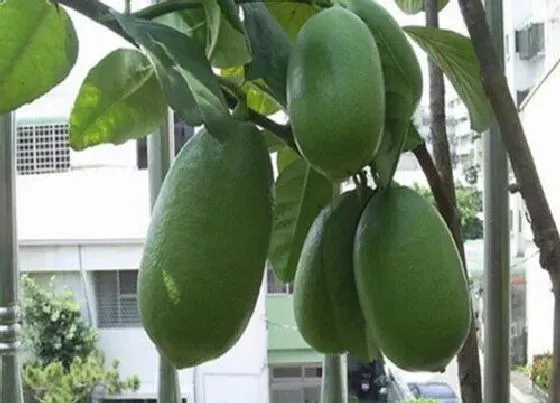 冬天植物|香水柠檬耐寒吗 冬天越冬能耐多少度低温