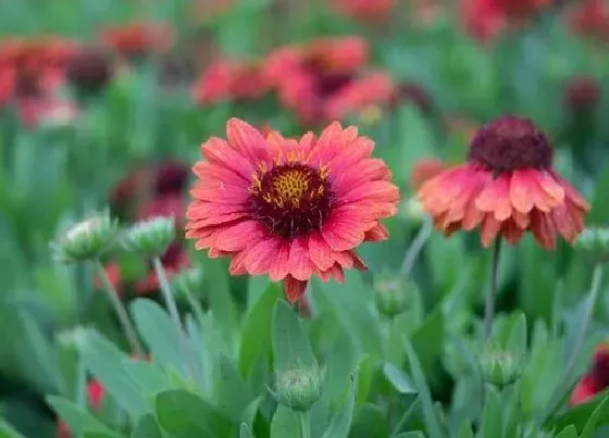 花期|宿根天人菊花期是什么时候