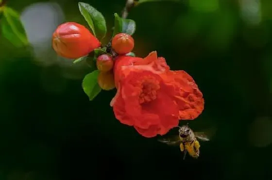 开花时间|石榴花是什么季节开花 开花月份