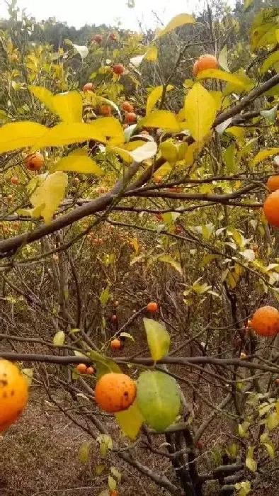 植物病害|柑橘衰退病能治好吗（柑橘衰退病症状用什么药好）